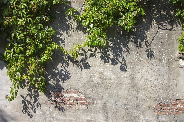 zeď s popínavými rostlinami